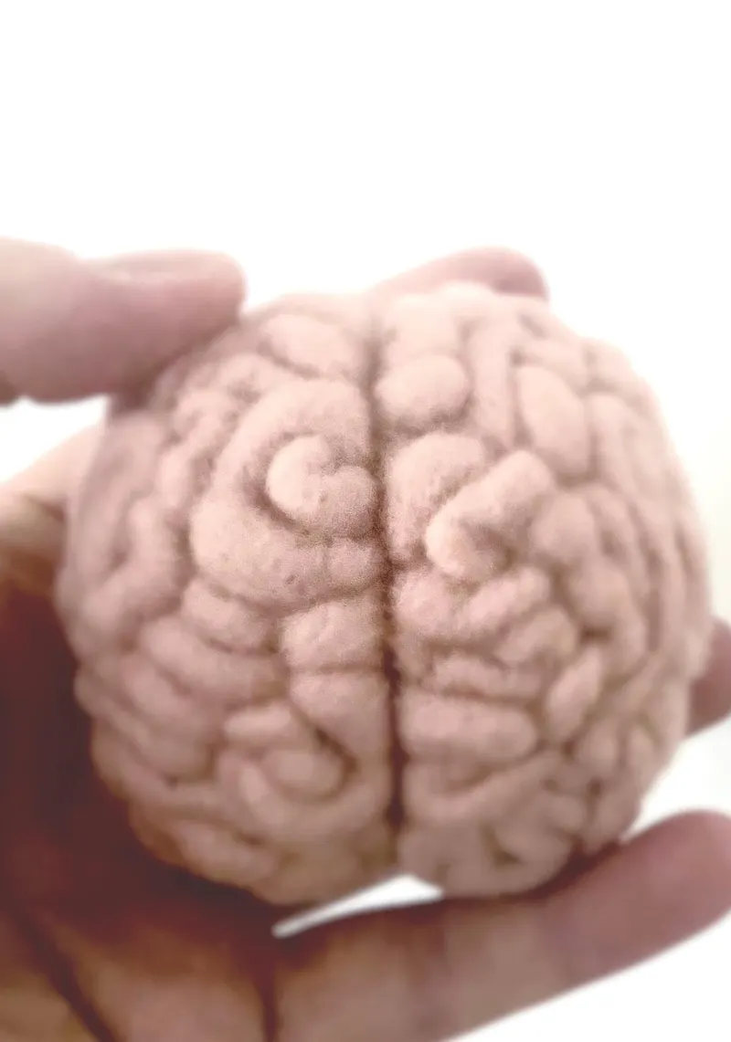The felted brain held in a hand, its folded surface clearly defined.